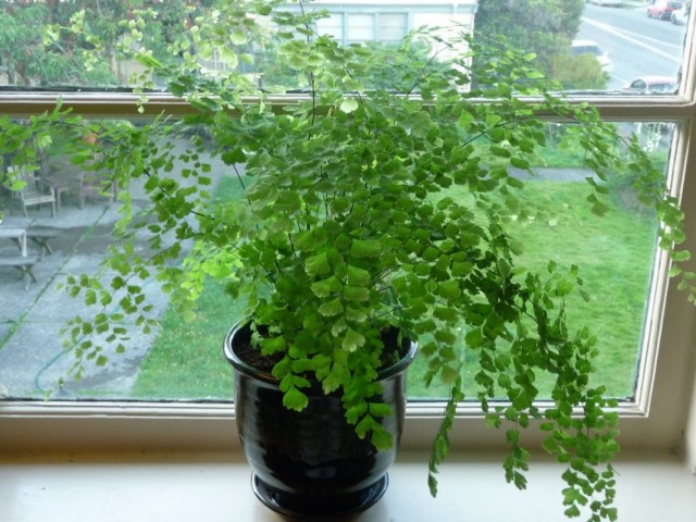 Адиантум венерин волос (Adiantum capillus-veneris) Адиантум венерин волос (Adiantum capillus-veneris)