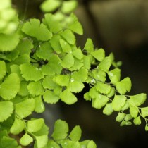 Адиантум венерин волос (Adiantum capillus-veneris) Адиантум венерин волос (Adiantum capillus-veneris)