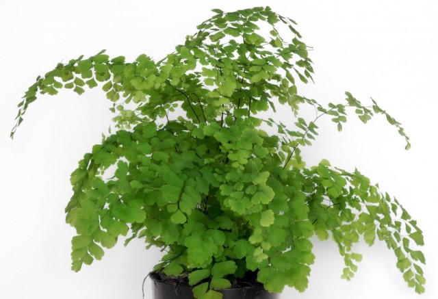 Адиантум венерин волос (Adiantum capillus-veneris) Адиантум венерин волос (Adiantum capillus-veneris)