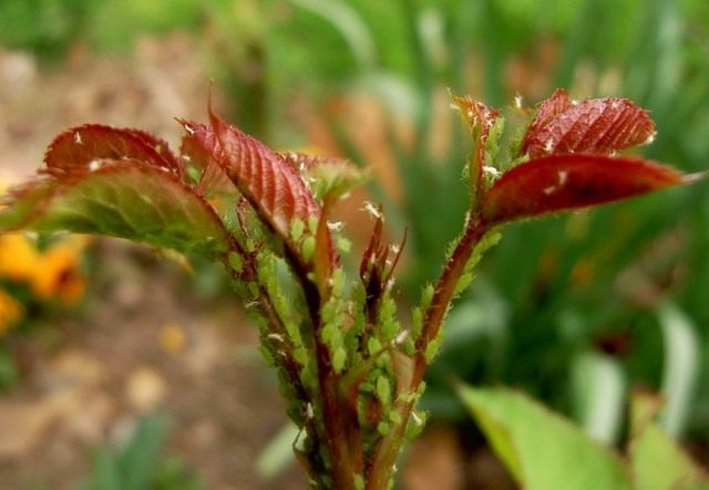 Колония Зелёной розанной тли (Macrosiphum rosae) на молодом побеге розы Колония Зелёной розанной тли (Macrosiphum rosae) на молодом побеге розы