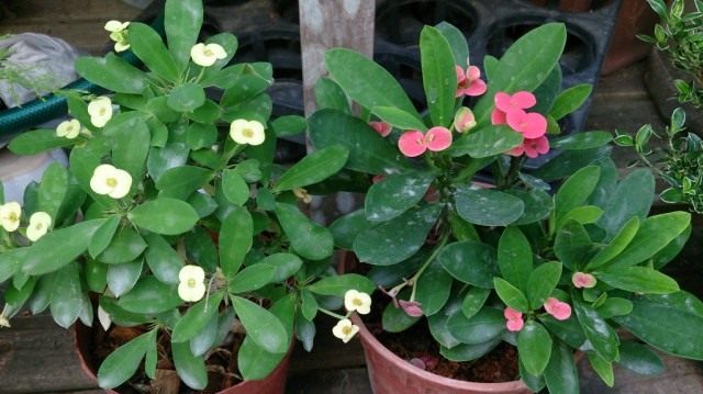 Молочай Миля (Euphorbia speciosa) Молочай Миля (Euphorbia speciosa)