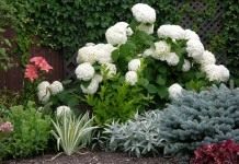 Гортензия древовидная "Анабель" (Hydrangea arborescens 'Annabelle')