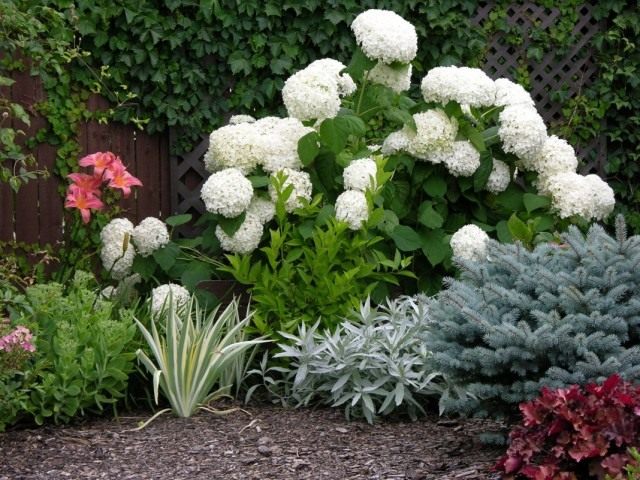 Гортензия древовидная "Анабель" (Hydrangea arborescens 'Annabelle') Гортензия древовидная "Анабель" (Hydrangea arborescens 'Annabelle')