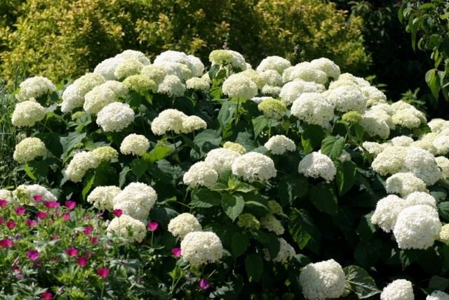 Гортензия древовидная (Hydrangea arborescens) Гортензия древовидная (Hydrangea arborescens)