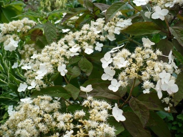 Гортензия Бретшнейдера (Hydrangea bretschneideri) Гортензия Бретшнейдера (Hydrangea bretschneideri)