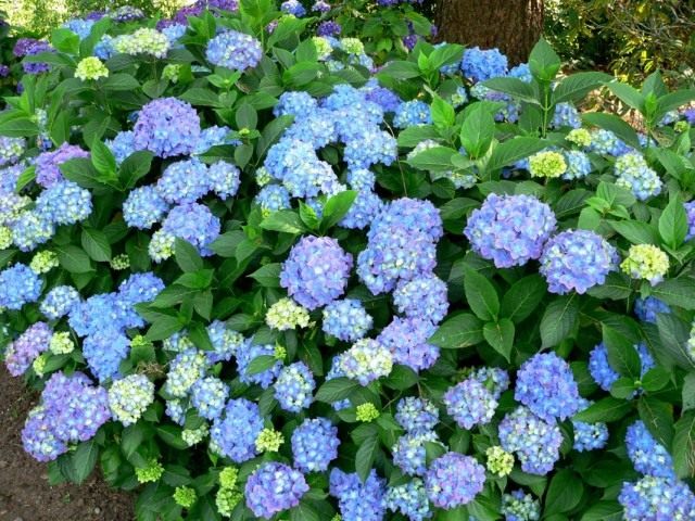 Гортензия крупнолистная (Hydrangea macrophylla) Гортензия крупнолистная (Hydrangea macrophylla)