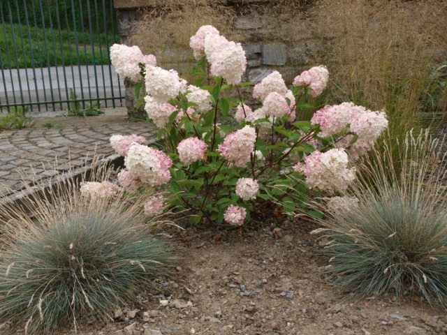 Гортензия метельчатая (Hydrangea paniculata) Гортензия метельчатая (Hydrangea paniculata)