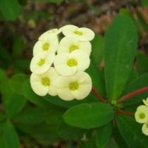 Молочай миля Молочай миля (euphorbia milii)
