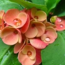 Молочай миля Молочай миля (euphorbia milii)