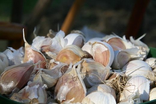 Чеснок (Garlic)