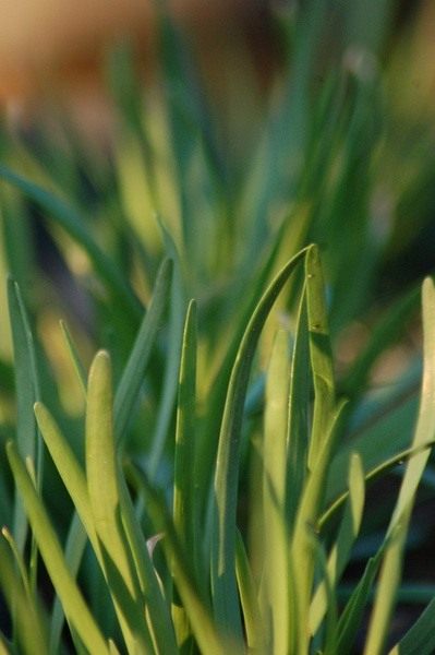 Чеснок (Garlic)