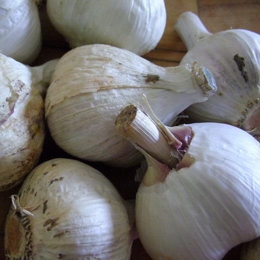 Чеснок (Garlic)