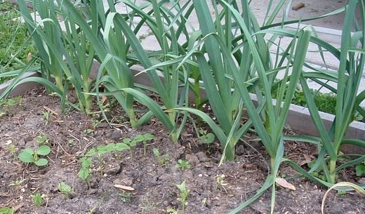 Чеснок (Garlic)