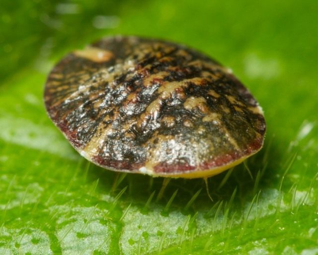 Ложнощитовка (Coccidae) Ложнощитовка (Coccidae)