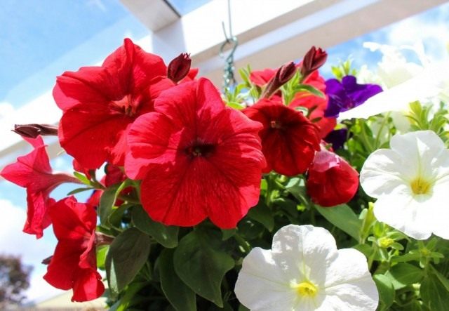 Петунии (Petunia) Петунии (Petunia)