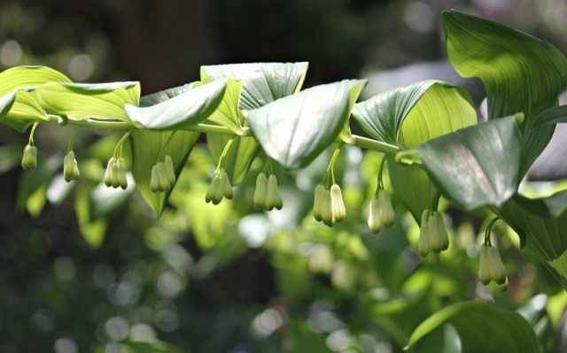 Купену двухцветковая (широколистная) (Polygonatum biflorum) Купену двухцветковая (широколистная) (Polygonatum biflorum)
