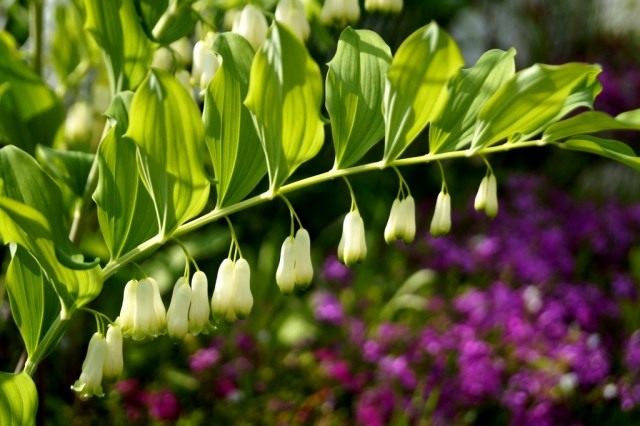 Купена многоцветковая (Polygonatum multiflorum) Купена многоцветковая (Polygonatum multiflorum)