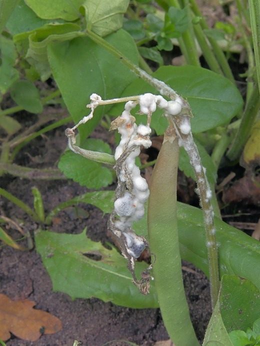 Белая гниль (Sclerotinia sclerotiorum)