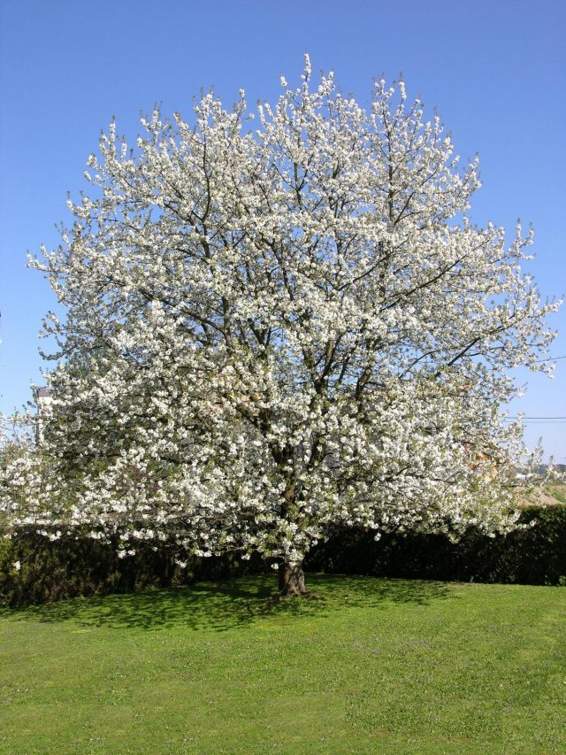 Вишня обыкновенная (Prunus cerasus) Вишня обыкновенная (Prunus cerasus)