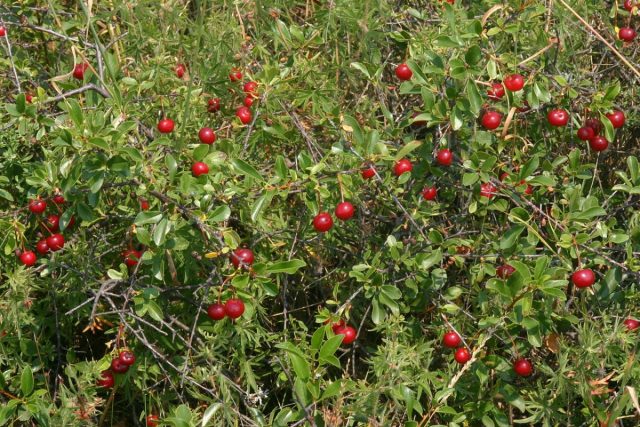 Вишня степная (Prunus fruticosa) Вишня степная (Prunus fruticosa)