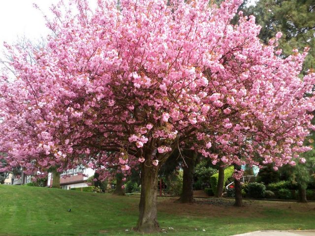Сакура, или Вишня мелкопильчатая (Prunus serrulata) Сакура, или Вишня мелкопильчатая (Prunus serrulata)