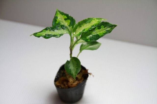 Укоренённый черенок аглаонемы Укоренённый черенок аглаонемы