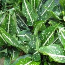 Аглаонема ребристая (Aglaonema costatum) Аглаонема ребристая (Aglaonema costatum)