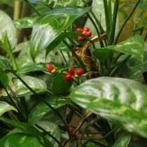 Аглаонема продолговатолистная (Aglaonema marantifolium) Аглаонема продолговатолистная (Aglaonema marantifolium)