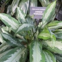 Аглаонема умеренная, или Аглаонема скромная (Aglaonema modestum) Аглаонема умеренная, или Аглаонема скромная (Aglaonema modestum)