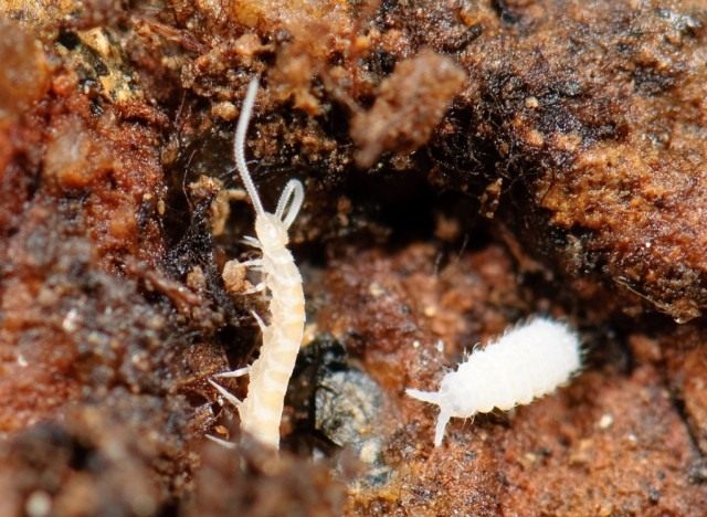 Многоножка из класса Симфилы (Symphyla) и коллембола Poduromorpha Многоножка из класса Симфилы (Symphyla) и коллембола Poduromorpha
