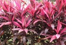 Кордилина верхушечная (Cordyline terminalis), или Кордилина кустарниковая (Cordyline fruticosa)