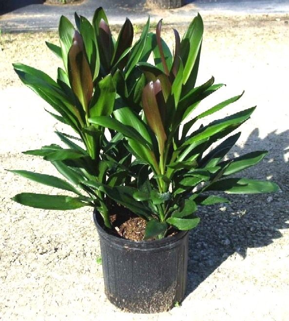 Кордилина глаука (Cordyline glauca) Кордилина глаука (Cordyline glauca)