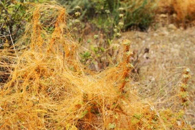 Кустарник поражен Повиликой Кустарник поражен Повиликой
