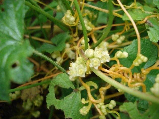Повилика полевая (Cuscuta campestris) Повилика полевая (Cuscuta campestris)