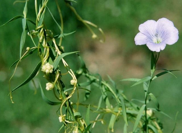 Повилика льняная (Cuscuta epilinum) Повилика льняная (Cuscuta epilinum)