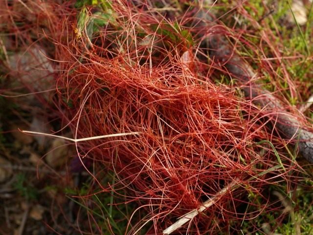 Повилика тимьянная (Cuscuta epithymum) Повилика тимьянная (Cuscuta epithymum)