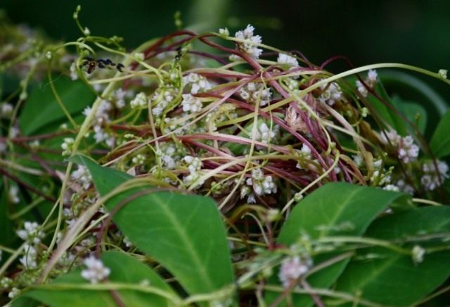 Повилика европейская (Cuscuta europaea) Повилика европейская (Cuscuta europaea)