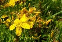 Зверобой продырявленный (Hypericum perforatum)