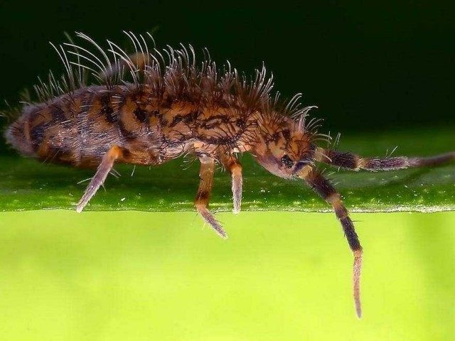 Ногохвостка Orchesella villosa Ногохвостка Orchesella villosa
