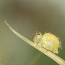 Зеленый сминтур, люцерновая блоха (Sminthurus viridis) Зеленый сминтур, люцерновая блоха (Sminthurus viridis)