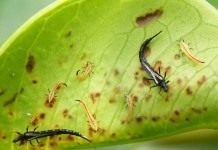 Трипсы, или пузыреногие (лат. Thysanoptera)