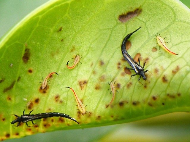 Трипсы, или пузыреногие (Thysanoptera) Трипсы, или пузыреногие (лат. Thysanoptera)