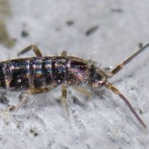 Коллембола Tomocerus vulgaris Коллембола Tomocerus vulgaris