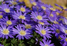 Анемона нежная (лат. Anemone blanda)