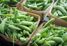 Горох (Pea)