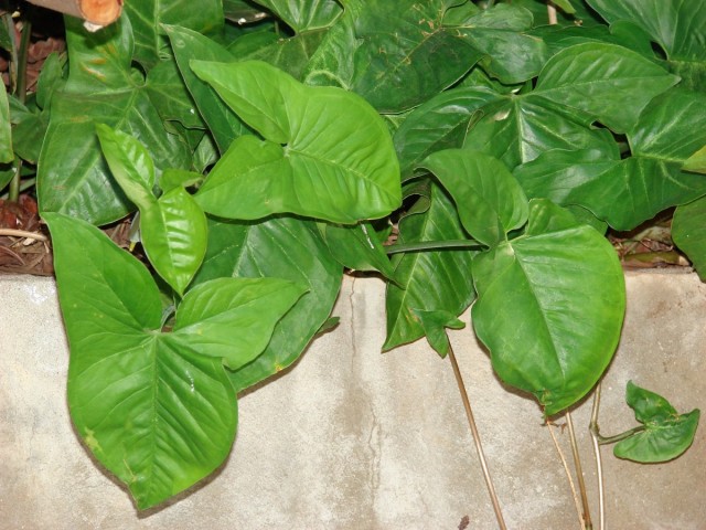 Сингониум ножколистный (S. podophyllum) Сингониум ножколистный (S. podophyllum)