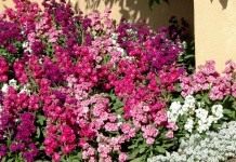 Левкой седой, или Левкой сизый, или Маттиола седая (лат. Matthiola incana)
