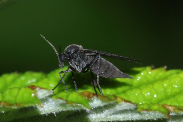 Сциарида (Sciaridae), или Листовой комарик, или Детритница, или Почвенный комарик, или цветочная мошка Сциарида (Sciaridae), или Листовой комарик, или Детритница, или Почвенный комарик, или цветочная мошка