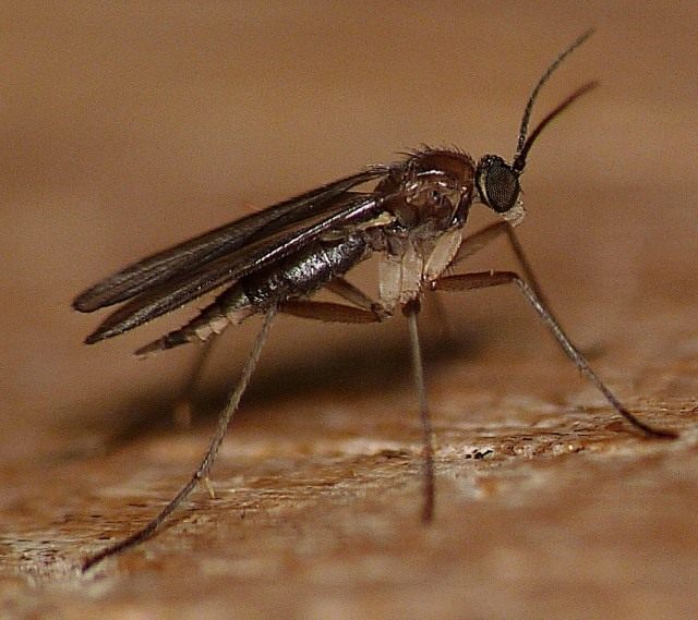 Сциарида (Sciaridae), или Листовой комарик, или Детритница, или Почвенный комарик, или цветочная мошка Сциарида (Sciaridae), или Листовой комарик, или Детритница, или Почвенный комарик, или цветочная мошка