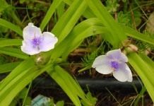 Традесканция Андерсона ‘Osprey’ (лат. Tradescantia х andersoniana).